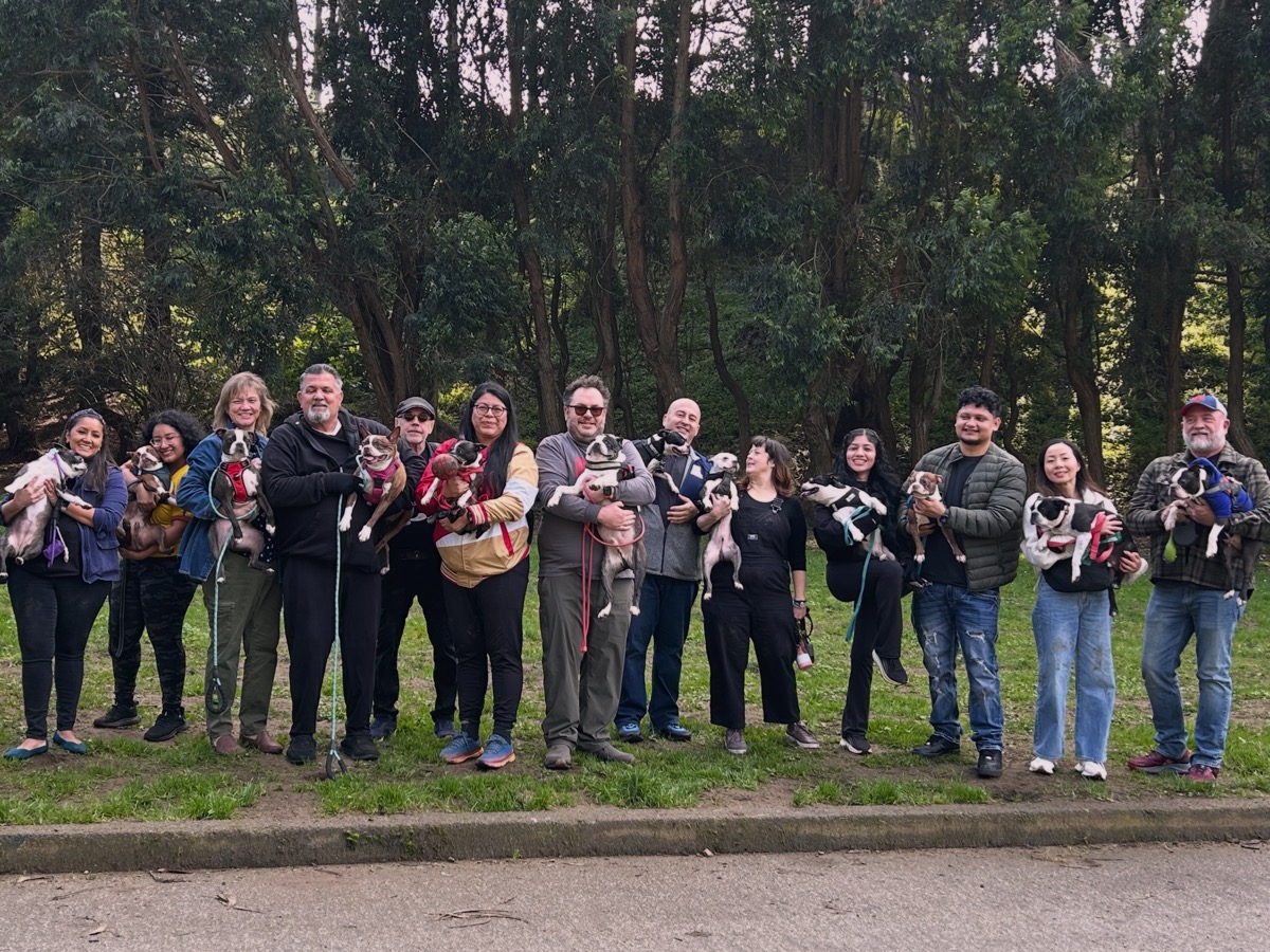 SF Boston Terrier Club group photo