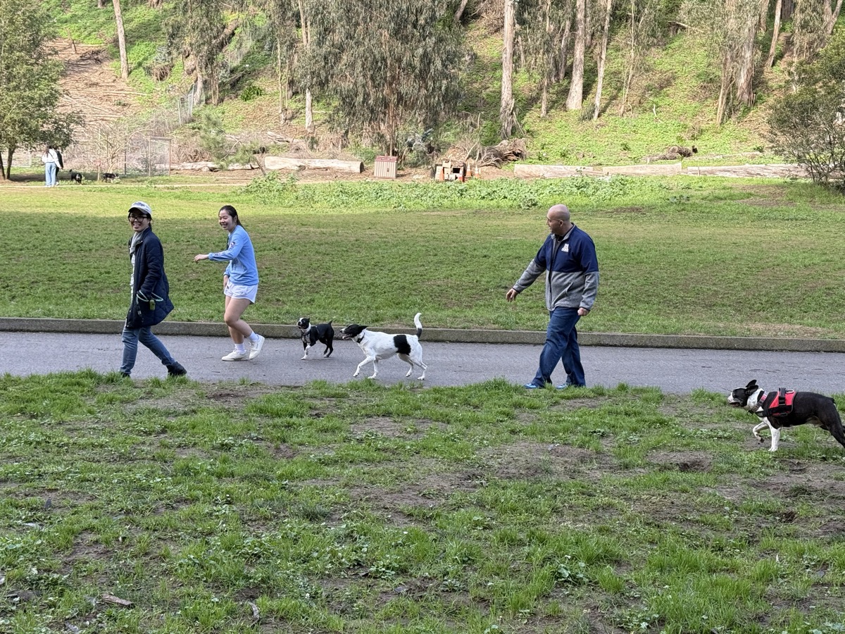 Boston Terriers and owners walking at Stern Grove