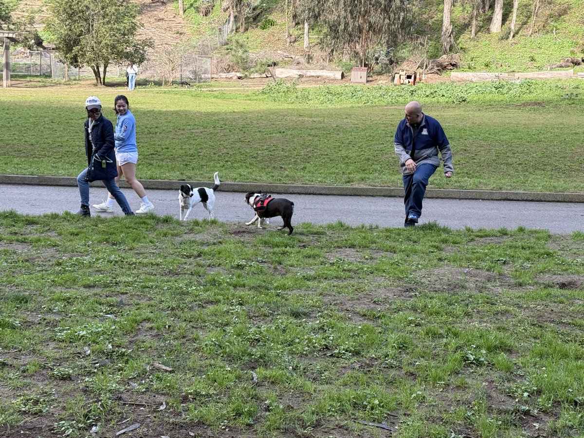 Boston Terriers in action at meetup