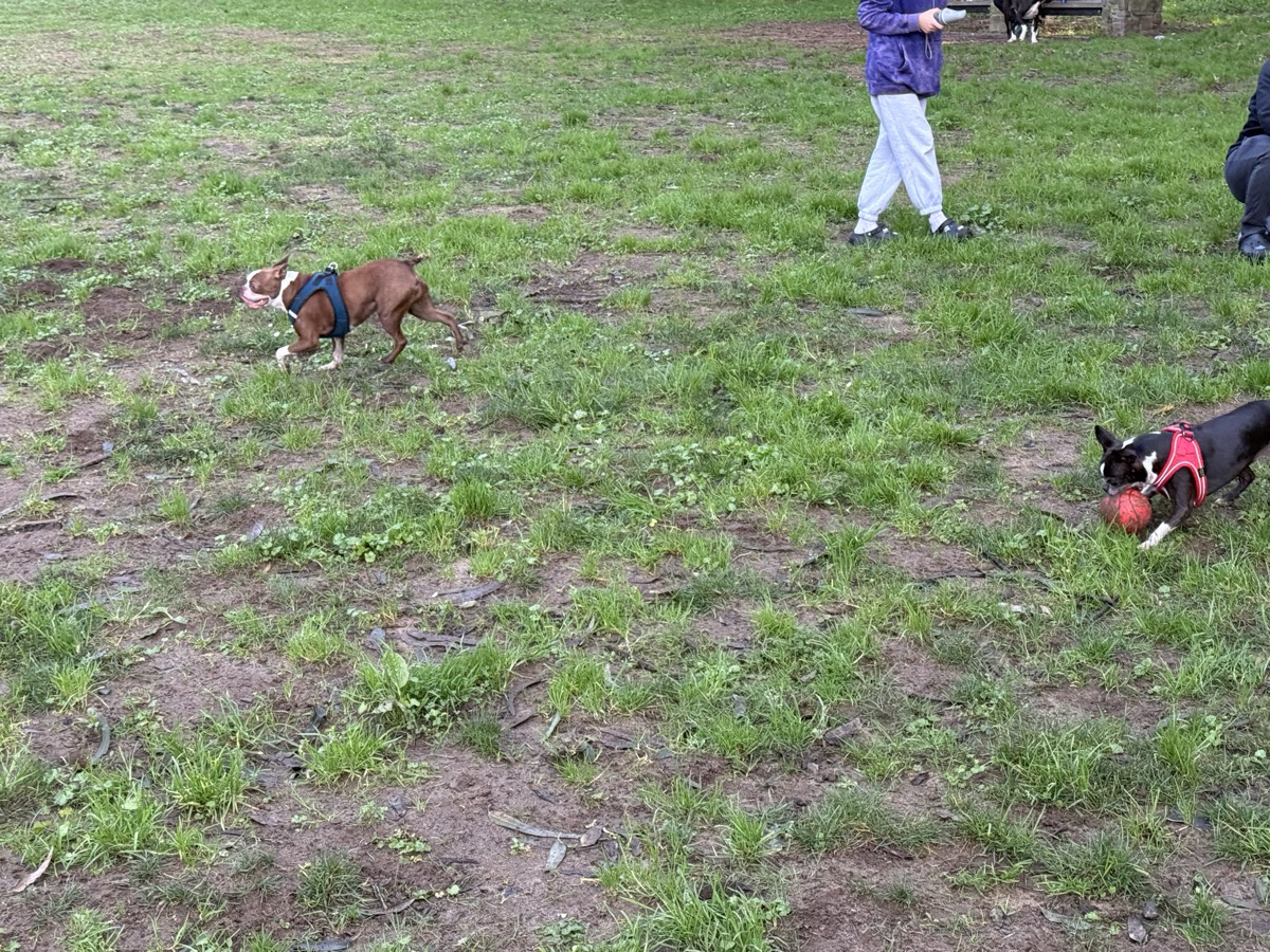Boston Terrier meetup at the park