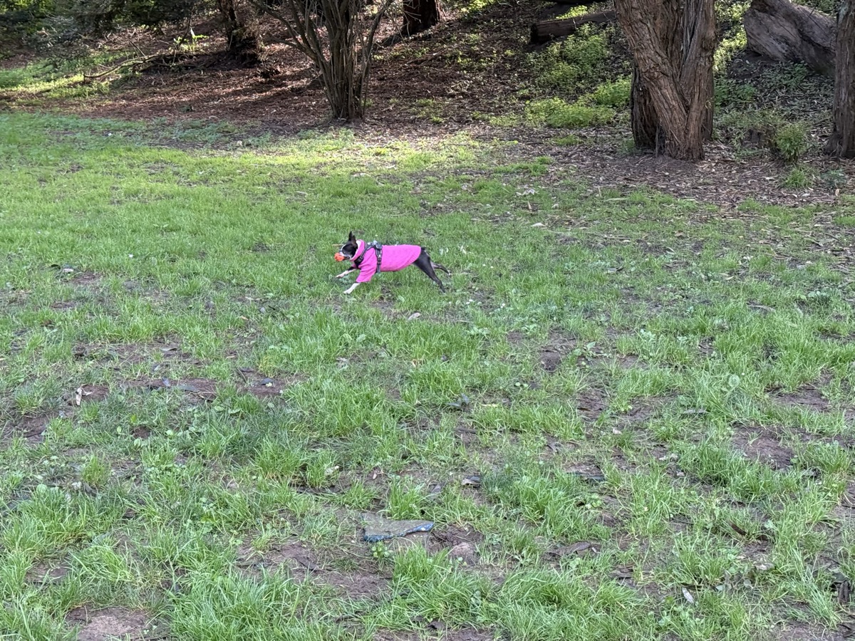 Boston Terrier running at the park