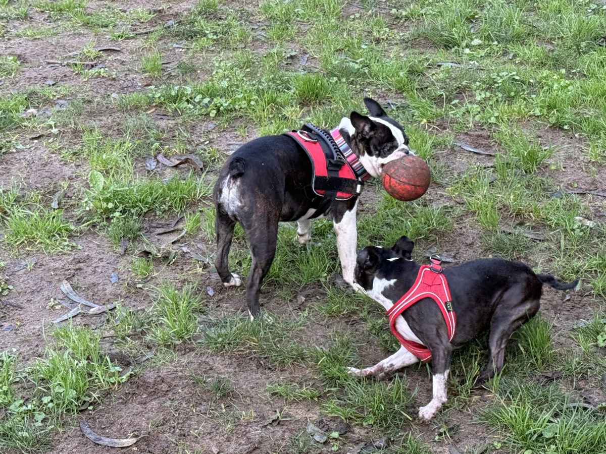 Two Boston Terriers playing with a ball